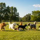 Total Wellness in One Bite: Why Wellix 10-in-1 Dog Vitamins Are the Ultimate Daily Supplement