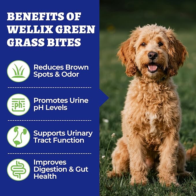 260 bocaditos para perros Green Grass Bites, masticables con sabor a pollo, arándano, probióticos y enzimas digestivas