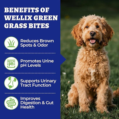 260 bocaditos para perros Green Grass Bites, masticables con sabor a pollo, arándano, probióticos y enzimas digestivas