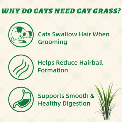 Wellix 13.05oz Cat Grass Treats with Catnip & Salmon - Healthy Cat Cats - Hairball Control & Digestive Support - Kittens Training Snacks for Teeth Cleaning